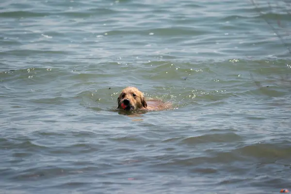 Harrison Township, Michigan, ABD - 28 Nisan 2020: Covid-19 Corona Virüsü sırasında Michigan Metro Parkı etkinliği.