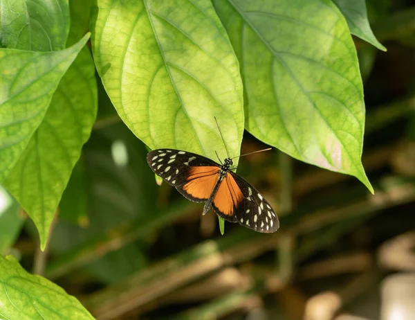 Papillon Vibrant Perché Par Une Journée Ensoleillée — Photo