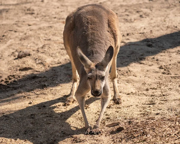 Deer Zoo — Stock Photo, Image