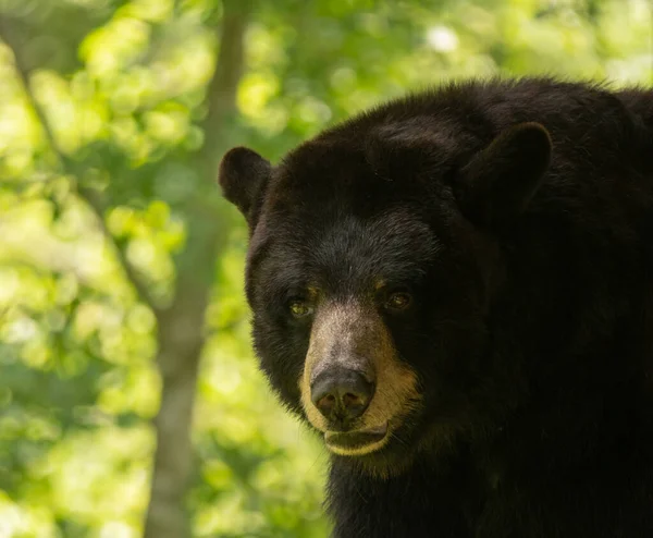 Erwachsener Schwarzbär Hat Etwas Interessantes Entdeckt — Stockfoto