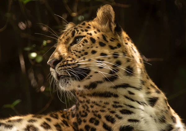 Leopard Primește Profil Lateral — Fotografie, imagine de stoc