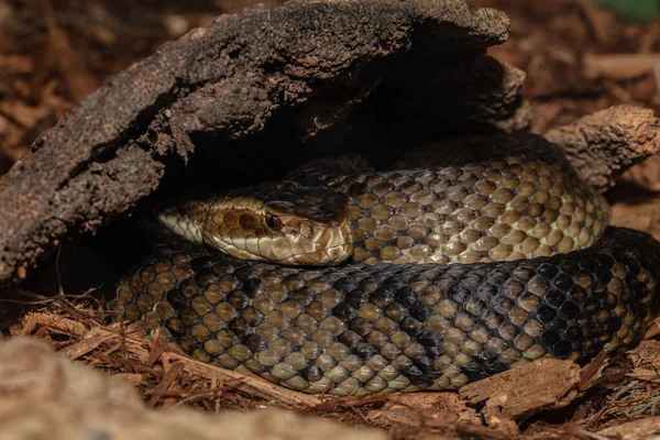 Cottonmouth Takes Shelter Rock While Begins Molt — Stock Photo, Image