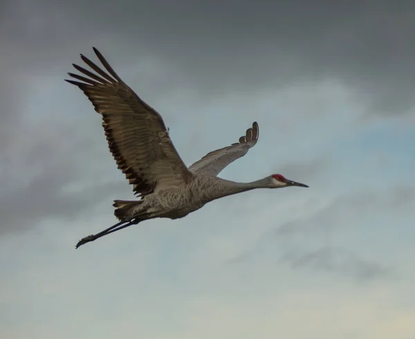 Seagull Flying Flight Blue Sky — Stock Photo, Image