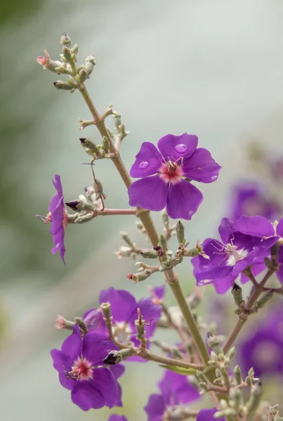 Bellissimi Fiori Giardino — Foto stock gratuita