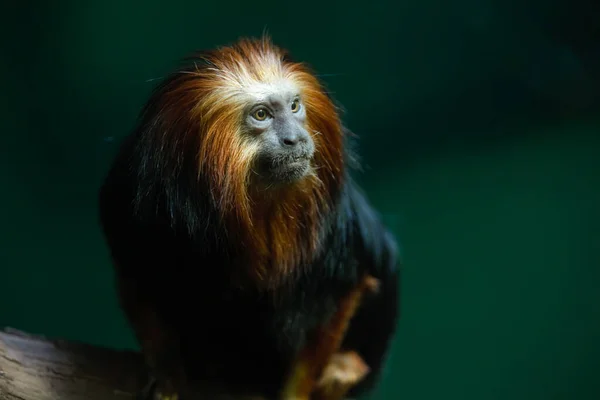 Lion Tamarin Singe Est Perché Regarder — Photo