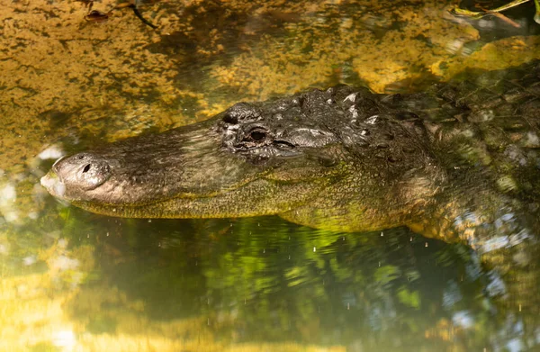 Usmívající Krokodýl Plíží Blíž Tobě — Stock fotografie