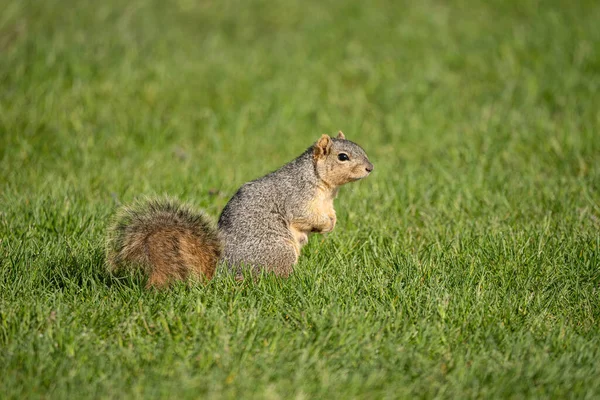 Écureuil Sur Herbe — Photo