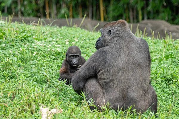 Bébé Gorille Bénéficie Une Collation Avec Maman — Photo