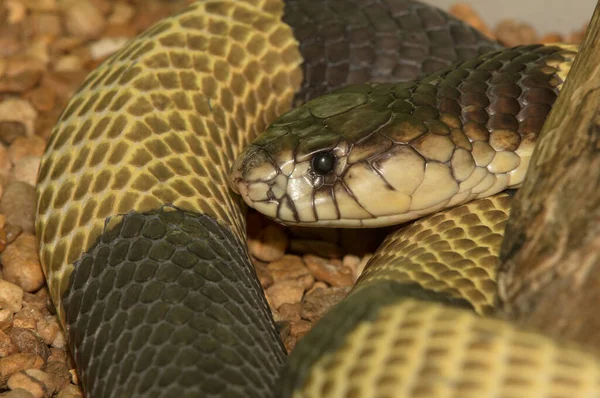 Snake Terrarium — Stock Photo, Image