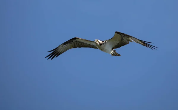 Flying Seagull Flight Blue Sky — Stock Photo, Image