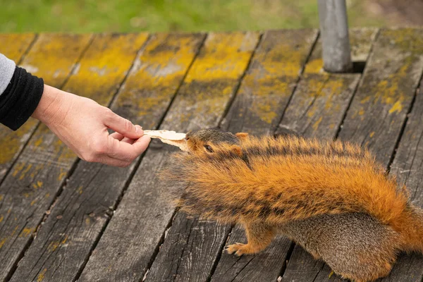 Man Die Een Kat Voedt — Stockfoto