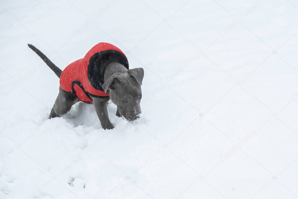 puppy dog, Staffordshire Bull Terrier outdoors in snow 