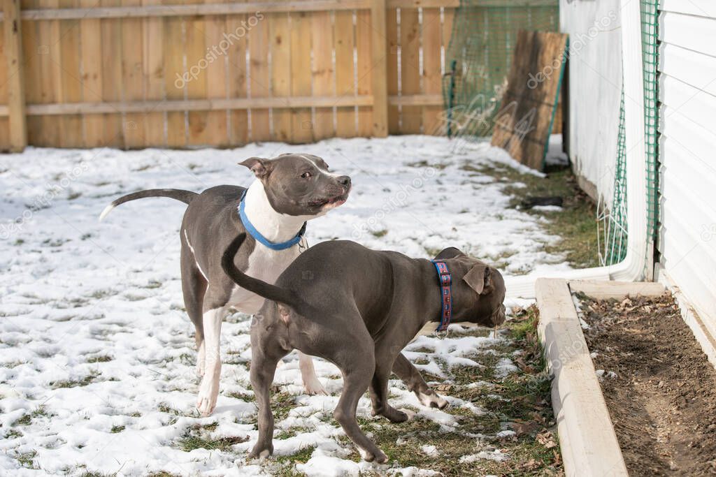 adult pitbull is not amused with puppy