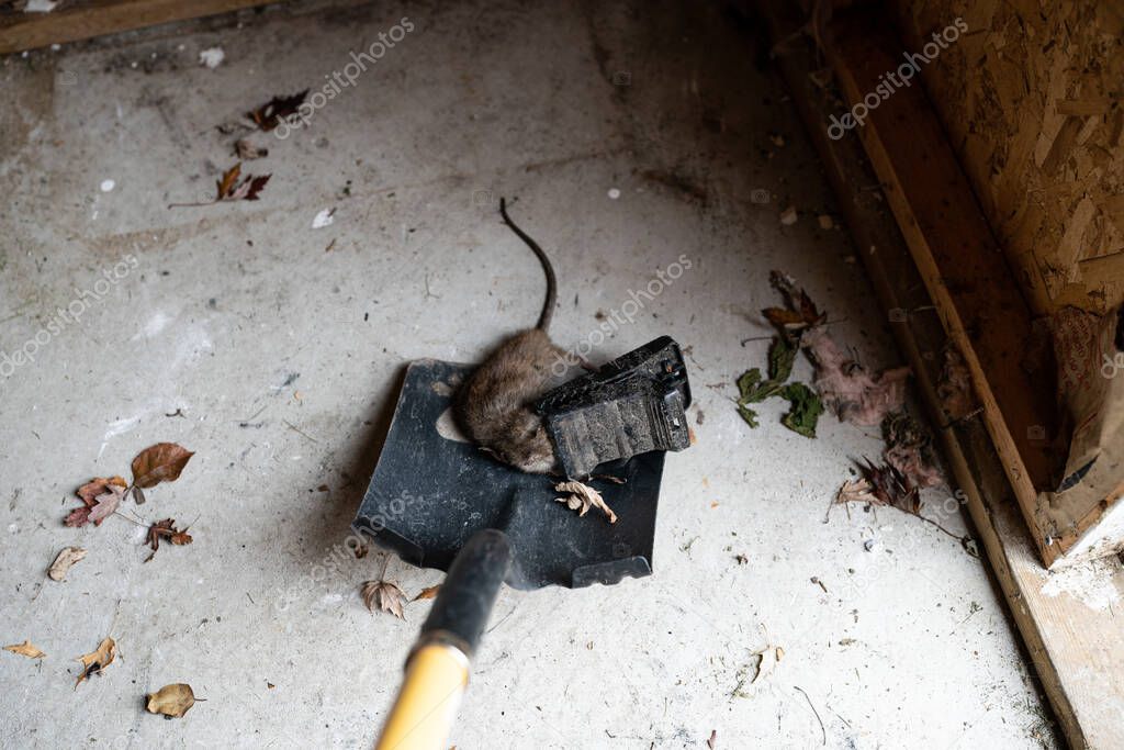 rat has been caught by a trap in your shed