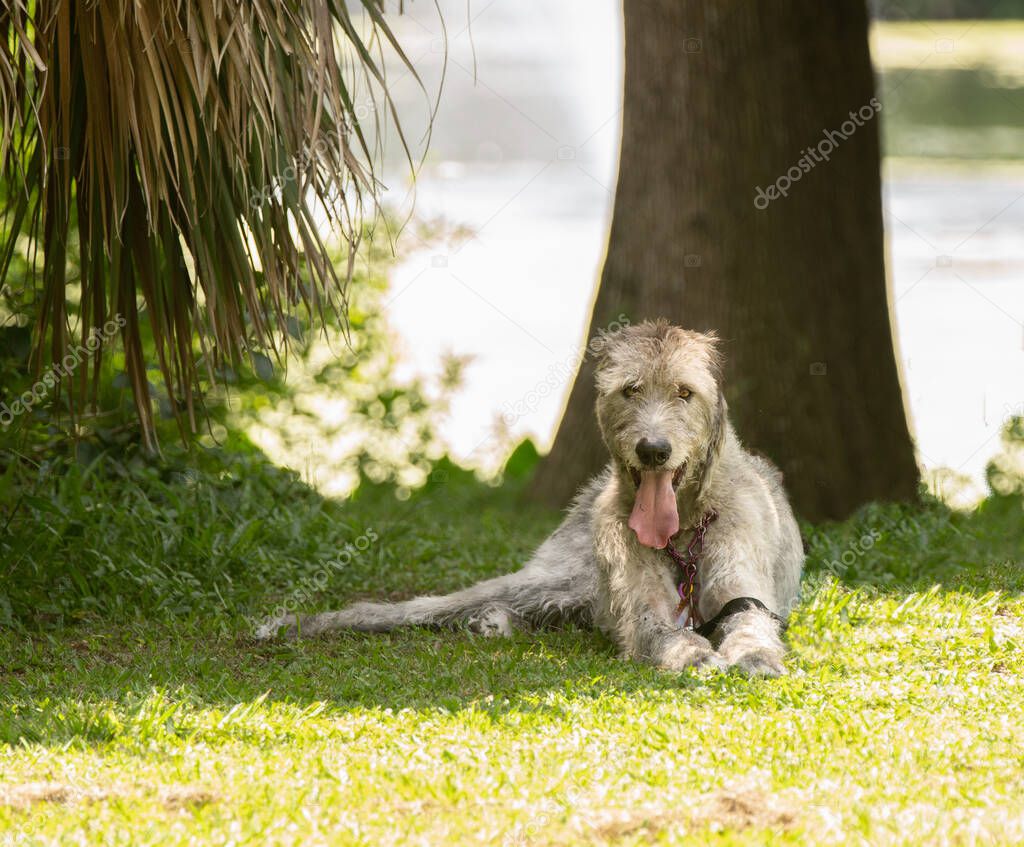 irish wolfhound poses for your picture