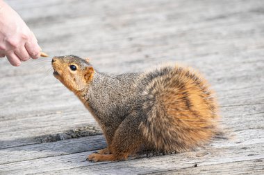 Yiyecek arayan bir sincabın yanına.
