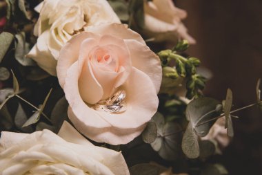 Canlı bir gülün içinde alyanslar.