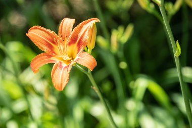 Canlı zambak, güneşli bir günün tadını çıkarıyor.