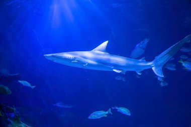 Köpekbalığı ne yaptığını görmek için yaklaşıyor.