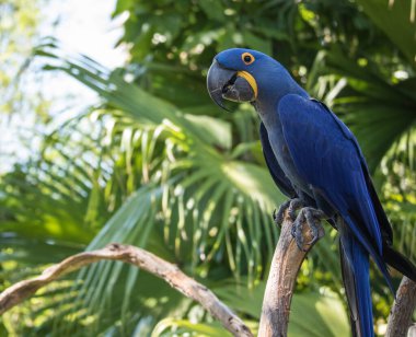 Parkta bir papağan.