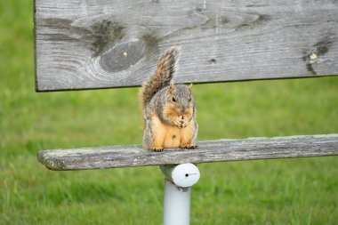Harrison Township, Michigan, ABD - 15 Mayıs 2020: Michigan Metro Parkı 'nda küçük sevimli kahverengi sincap.