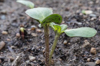 Bitki topraktan filizlendi. 