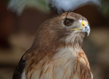 Bir şahine yaklaş.