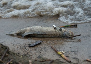 Balıklar kıyıya vurdu ve sahilde çöp ve anketlerin yakınına uzandı.