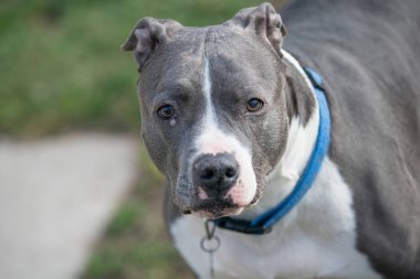 Pitbull sana bakıyor.