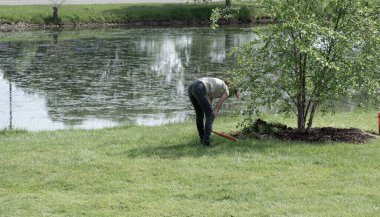 Bilinmeyen işçi yeni bir ağaç dikmek için çukur kazıyor.