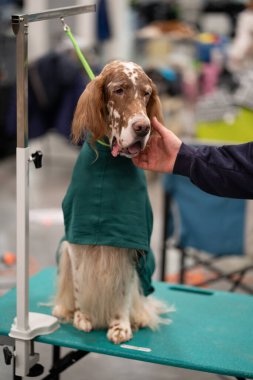 Novi, Michigan, ABD - 01.17.2020: Michigan Kış Köpeği Klasik Fuarı