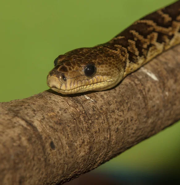 Nahaufnahme Einer Grünen Eidechse — Stockfoto