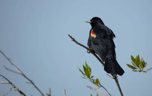 Ein Vogel Kenia Nationalpark — Stockfoto