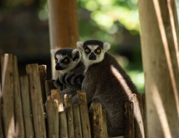 Halka Kuyruklu Lemurlar Esaretten Kaçmayı Planlıyor — Stok fotoğraf