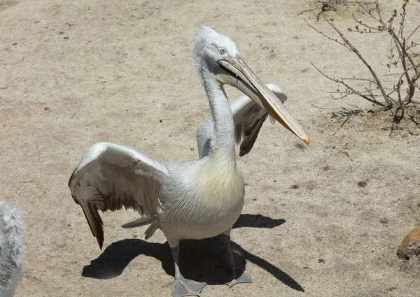 Pájaro Pelícano Blanco Con Pico Grande — Foto de Stock