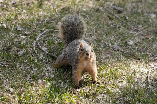 Söt Ekorre Gräset — Stockfoto