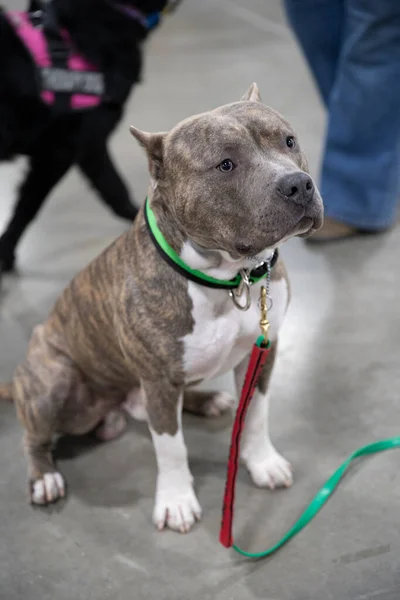 Pitbull Puppy Wacht Tot Met Hem Meeloopt — Stockfoto