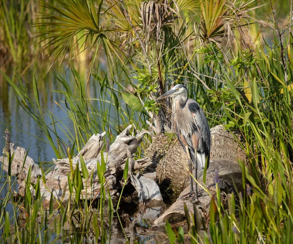 Pássaro Água Lagoa Grande Garça Azul — Fotografia de Stock