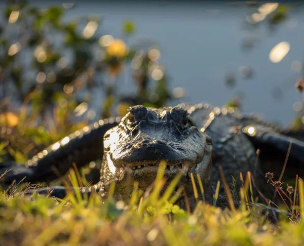 Krokodil Vijver — Stockfoto