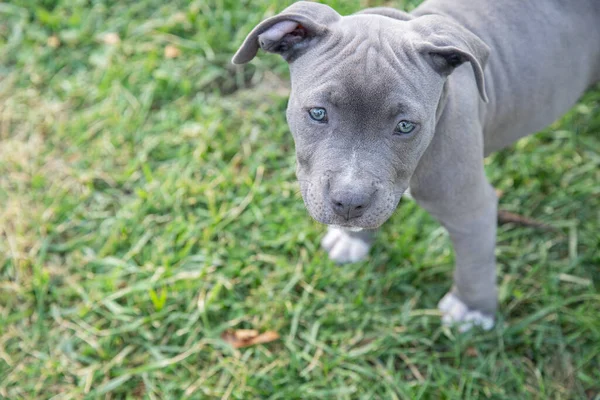 可愛いですグレー子犬犬で緑の草の牧草地 — ストック写真