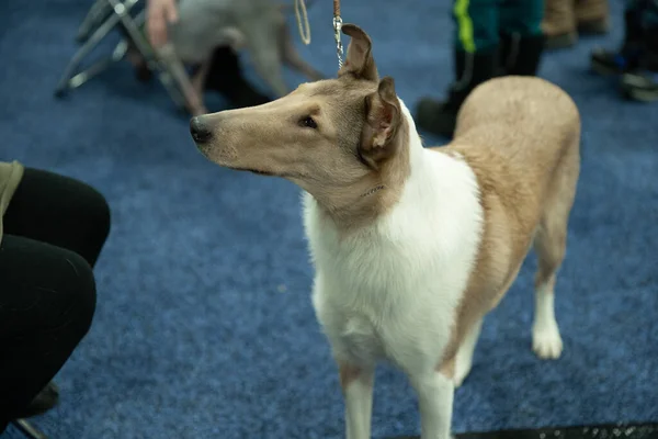 Novi Michigan Verenigde Staten 2020 Michigan Winter Dog Classic Expo — Stockfoto