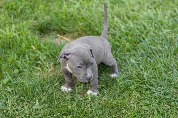 Bedårande Grå Valp Hund Grönt Gräs Äng — Stockfoto