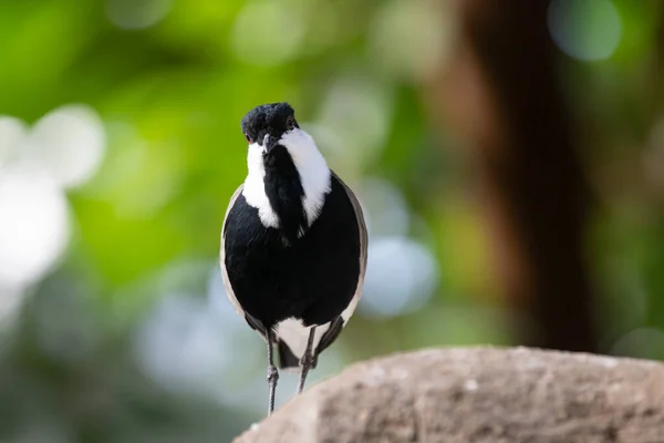 Spur Winged Lapwing Bird Nature — Stock Photo, Image