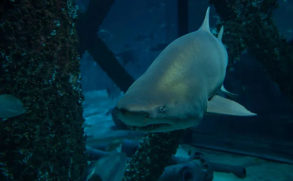 Gran Tiburón Nadando Acuario — Foto de Stock