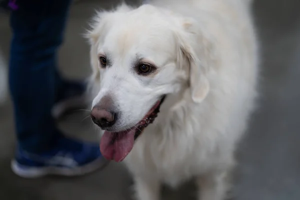 Novi Michigan Usa 2020 Michigan Winter Dog Classic Expo 2020 — Foto Stock