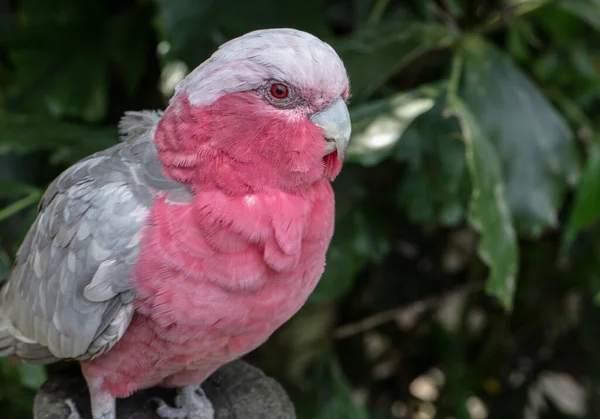 Gala Rosa Una Foto Cerca Perfil Percha — Foto de Stock