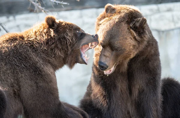 Grizzlybärenjunge Sind Anderer Meinung — Stockfoto