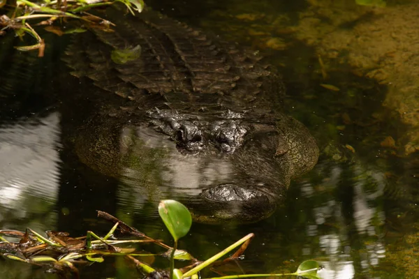 Alligator Massif Digère Gros Repas — Photo