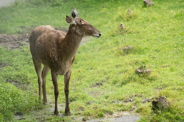 white lipped deer is caught in a rain storm