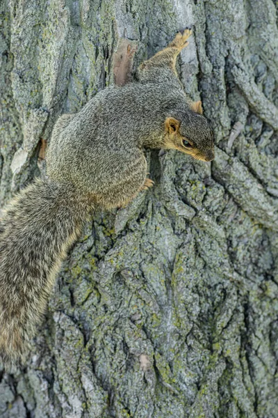 Ein Eichhörnchen Zoo — Stockfoto